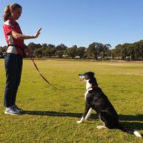 A person training a dog on a leash in an open grassy park