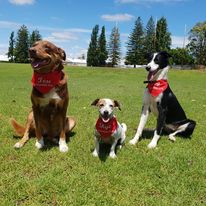 Three dogs sitting on grass wearing red bandanas with trees and blue sky in the background