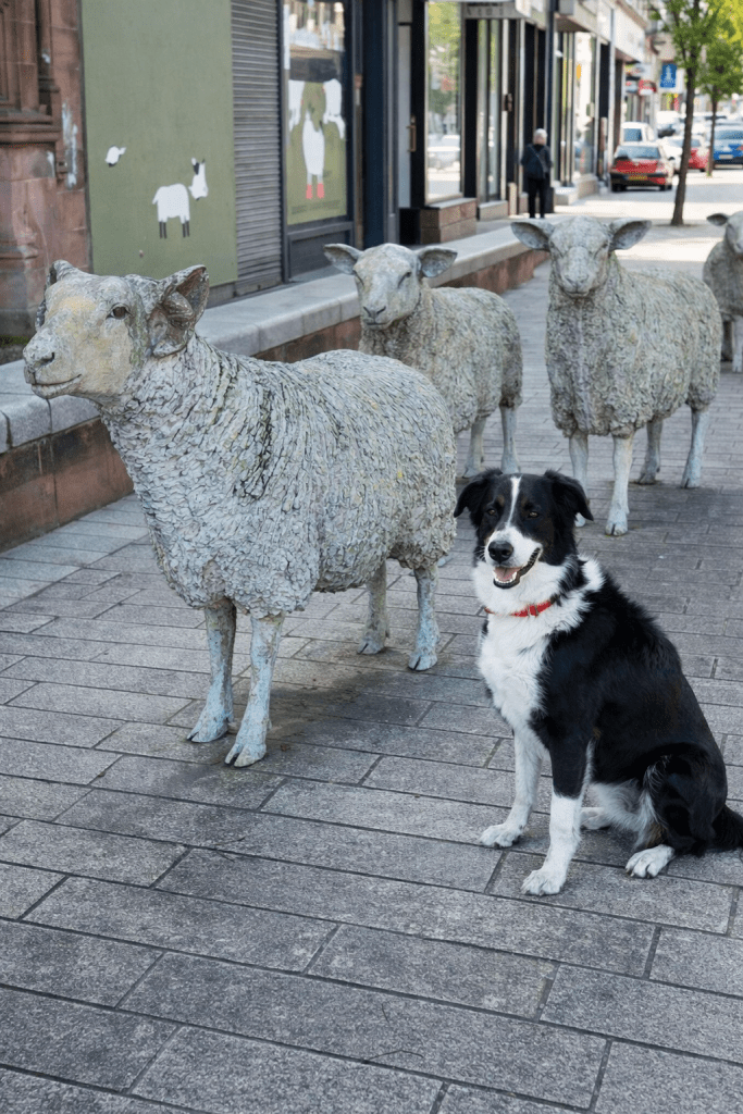 Black and white dog sitting next to several life-size sheep sculptures on a city sidewalk