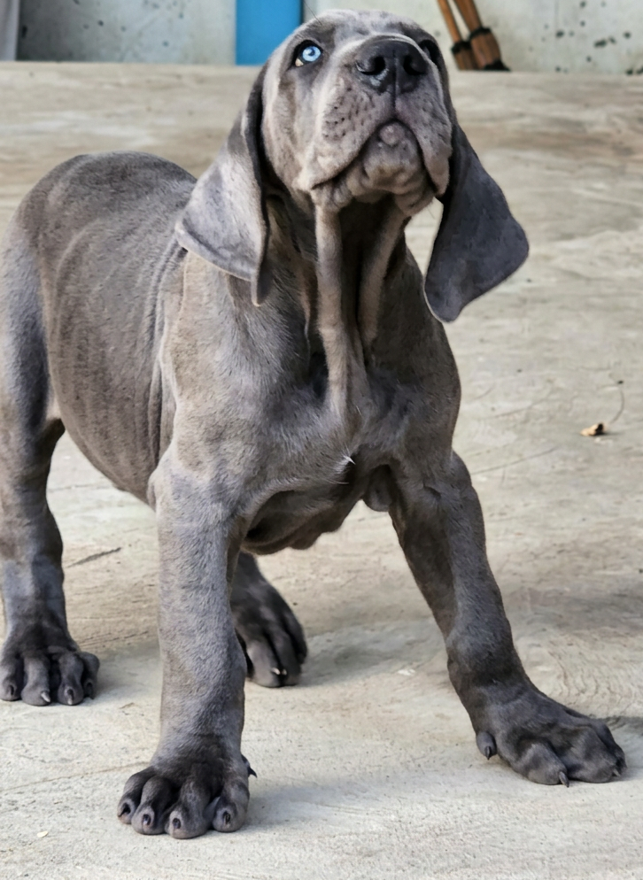 Rommel A gray Great Dane puppy standing on a concrete floor looking upward